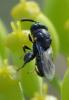 Brachymeria sp.